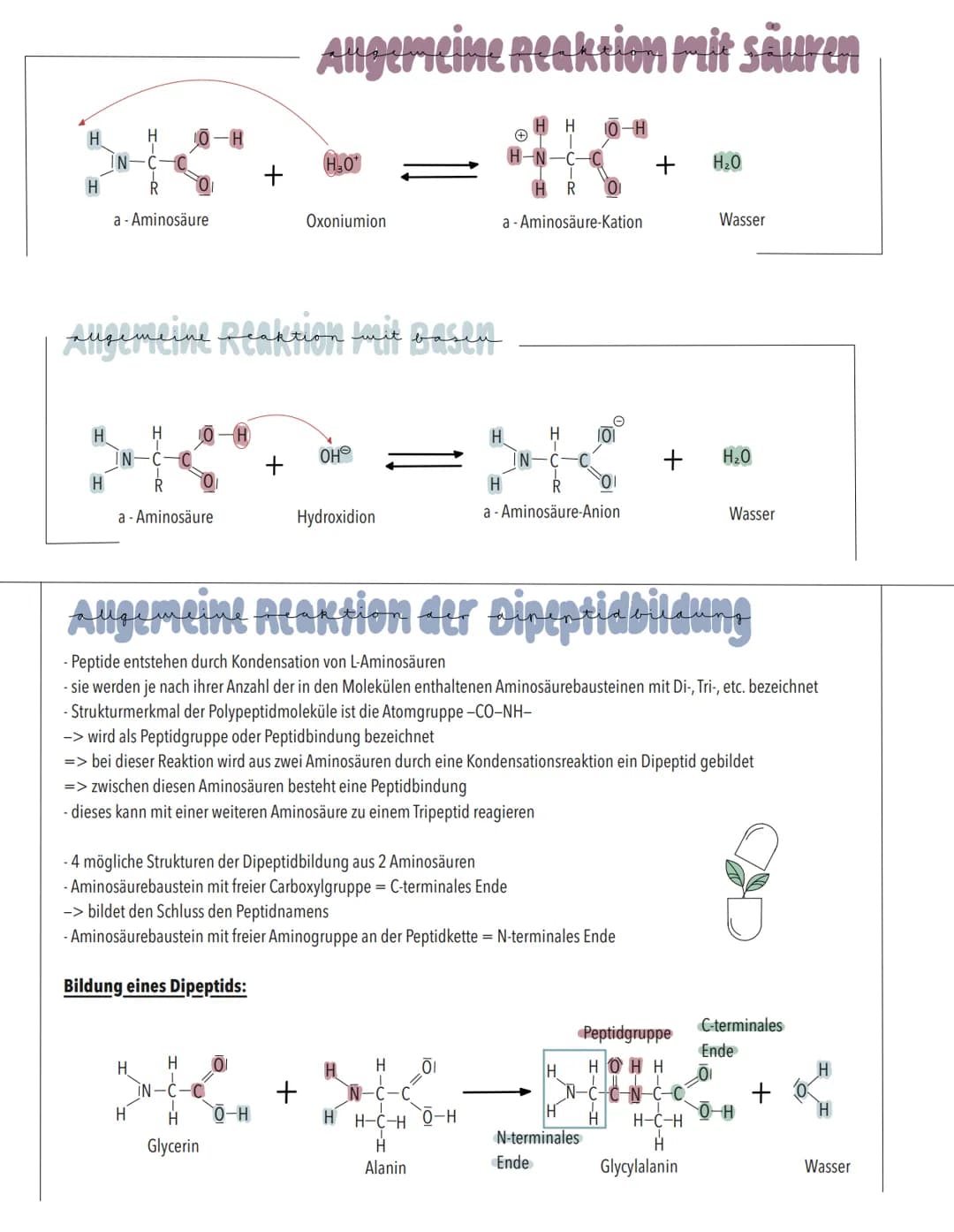 AMINOSÄUREN
bedeutung
- Bausteine der Proteine
- an Aufbau der Proteine ca. 20 Aminosäuren beteiligt
-Ausgangsstoffe für wichtige Stoffwechs