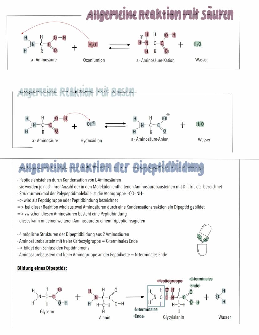 AMINOSÄUREN
bedeutung
- Bausteine der Proteine
- an Aufbau der Proteine ca. 20 Aminosäuren beteiligt
-Ausgangsstoffe für wichtige Stoffwechs