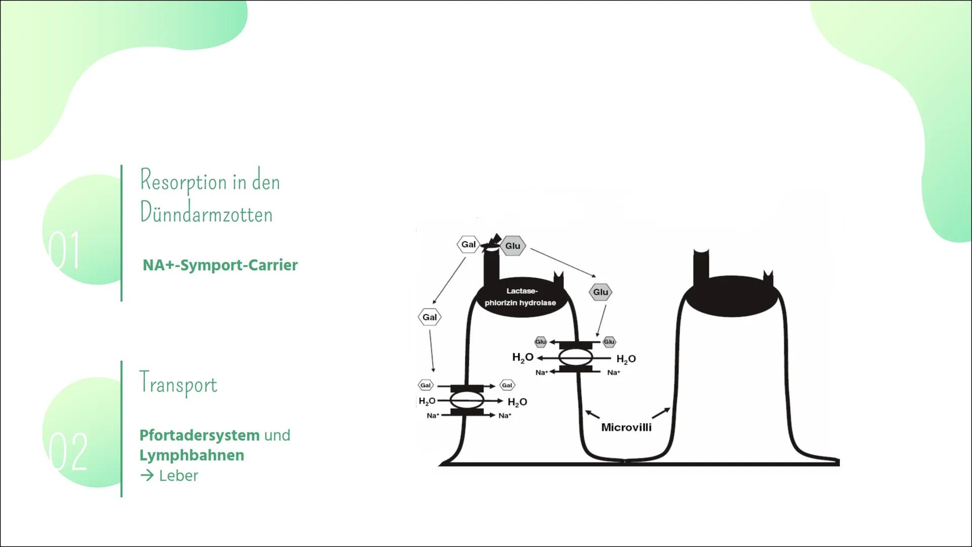 # Laktoseintoleranz # Gliederung

01
Definiton

02
Laktoseabbau

03
Symptome

04
Häufigkeit

05
Diagnostik

06
Behandlung # 01

Definition -