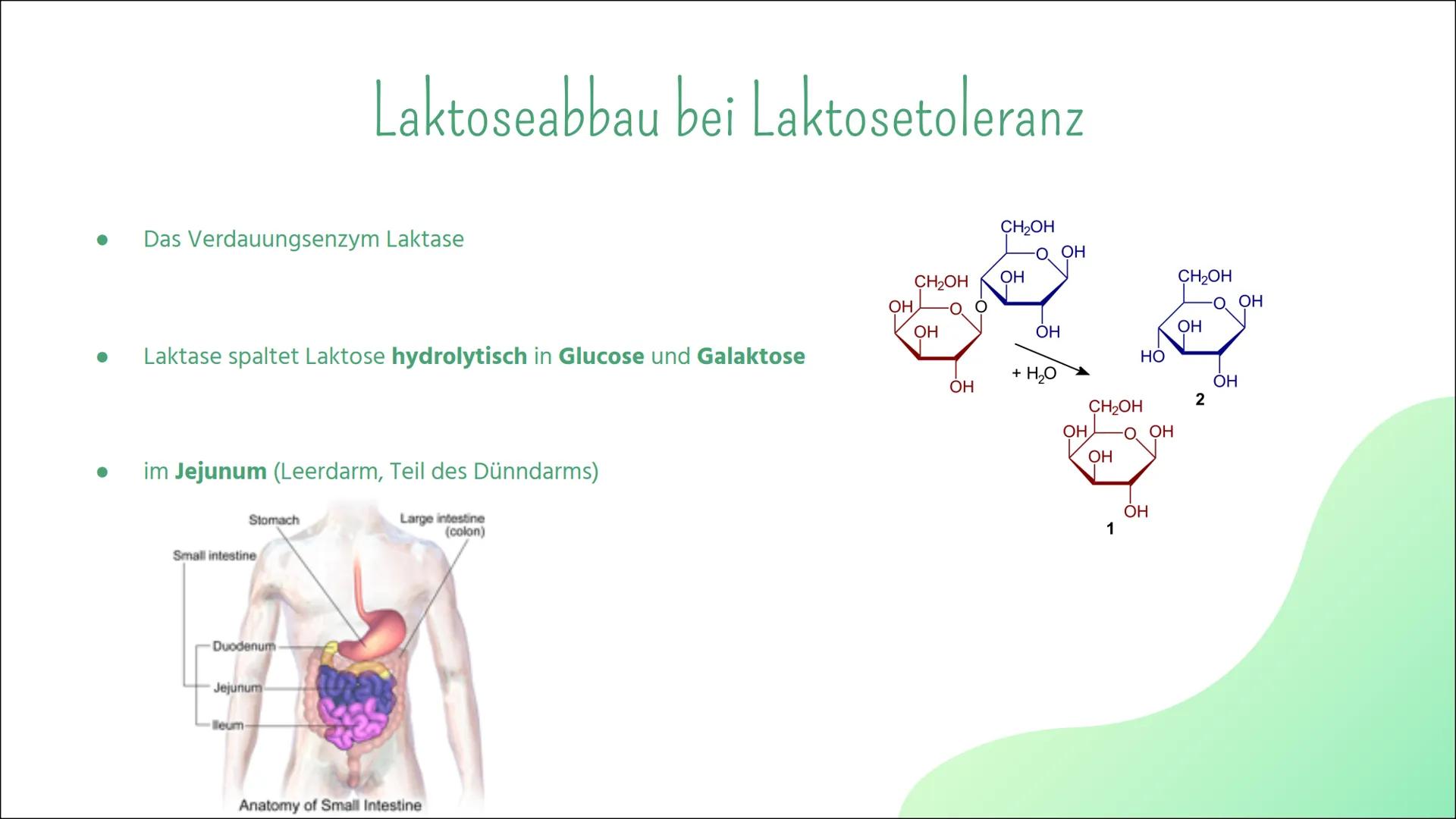 # Laktoseintoleranz # Gliederung

01
Definiton

02
Laktoseabbau

03
Symptome

04
Häufigkeit

05
Diagnostik

06
Behandlung # 01

Definition -