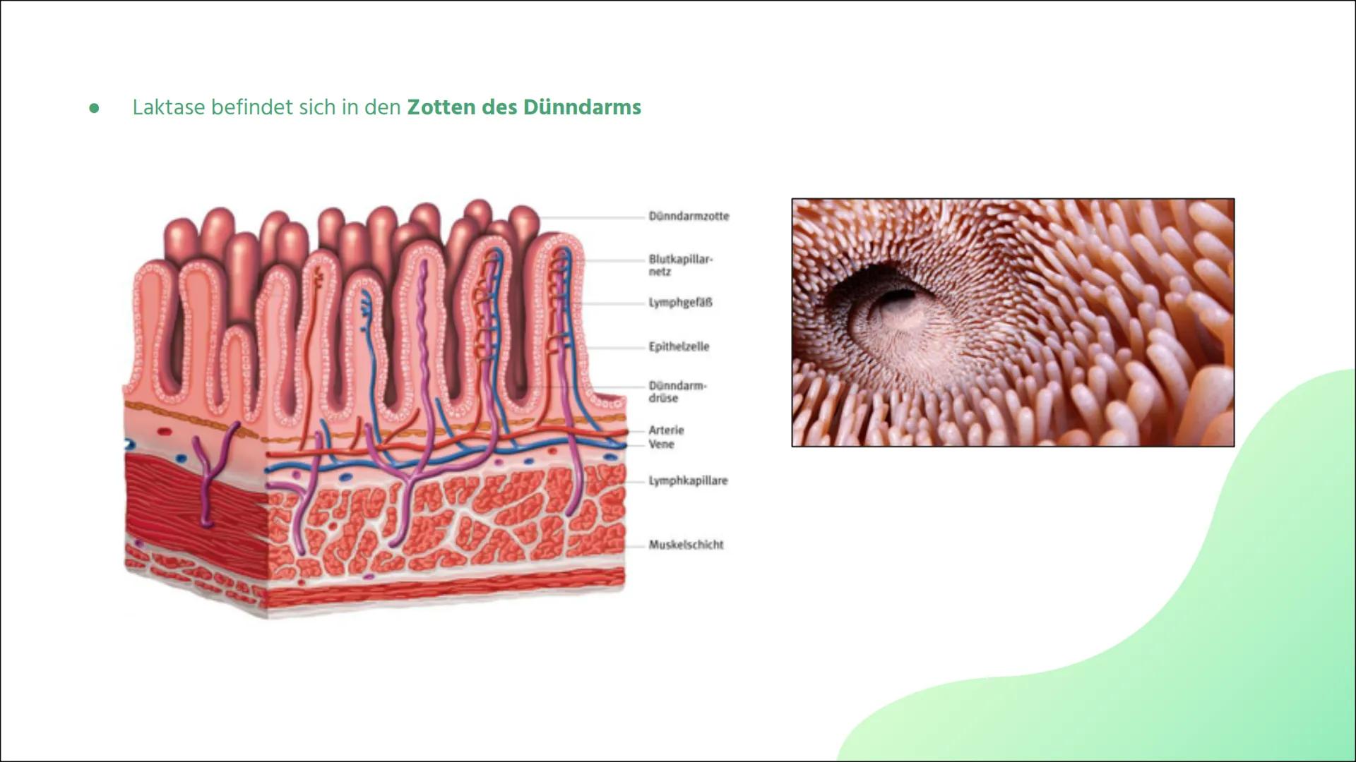 # Laktoseintoleranz # Gliederung

01
Definiton

02
Laktoseabbau

03
Symptome

04
Häufigkeit

05
Diagnostik

06
Behandlung # 01

Definition -