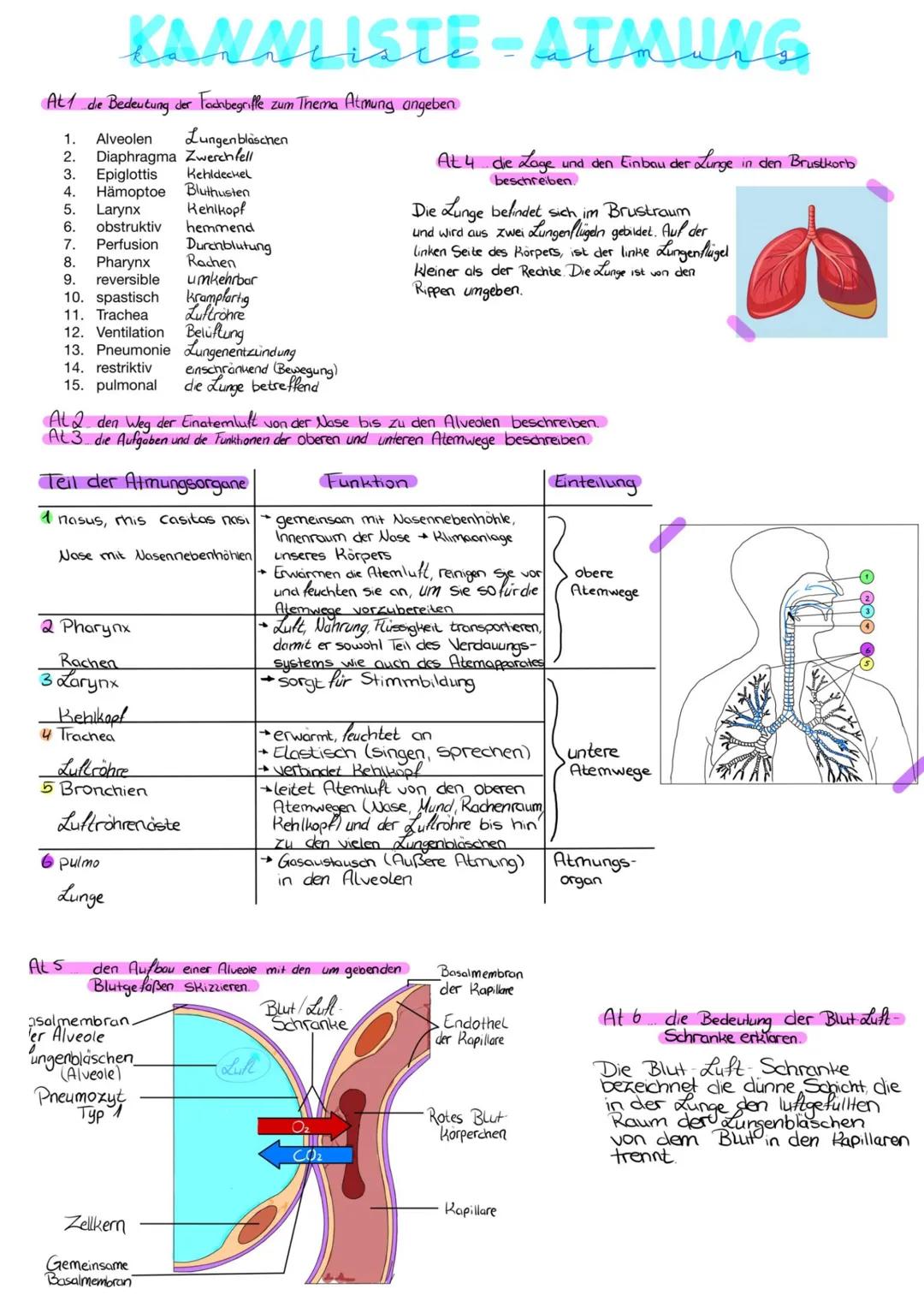 At1 die Bedeutung der Fachbegriffe. zum Thema Atmung angeben
1. Alveolen
Lungenblaschen
2. Diaphragma Zwerchfell
3. Epiglottis Kehldeckel
4.