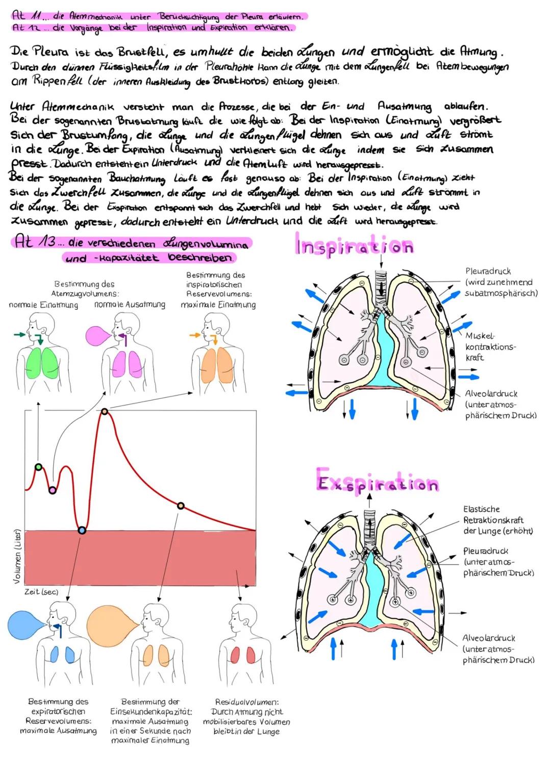 At1 die Bedeutung der Fachbegriffe. zum Thema Atmung angeben
1. Alveolen
Lungenblaschen
2. Diaphragma Zwerchfell
3. Epiglottis Kehldeckel
4.