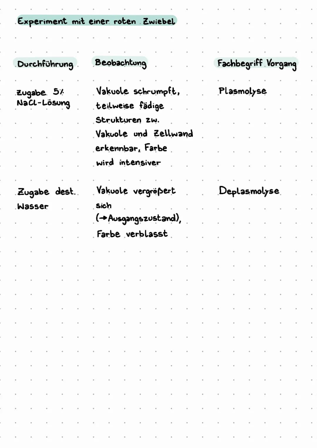 Plasmolyse Zwiebel Experiment und Protokoll mit Salzlösung