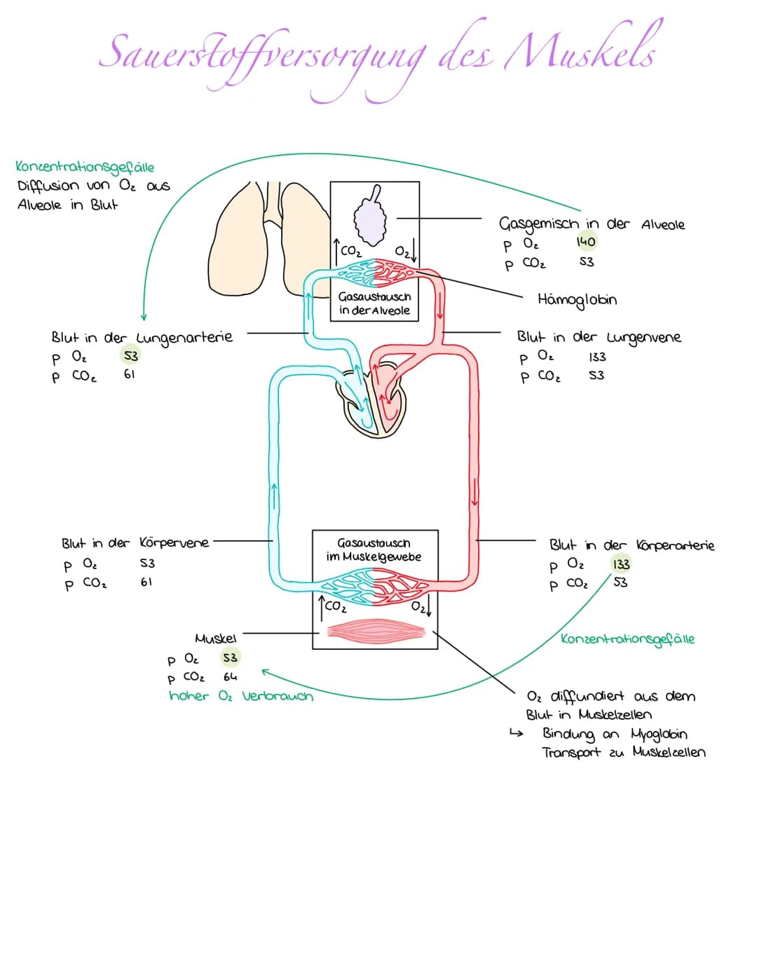 ST-Fasem
viele Mitochondrien
viele Blutgefäße
O
ATP-Gewinnung vor allem aus Zellatmung
Myofibrille
•Blutgefäß
FT-Fasem
weniger Mitochondrien