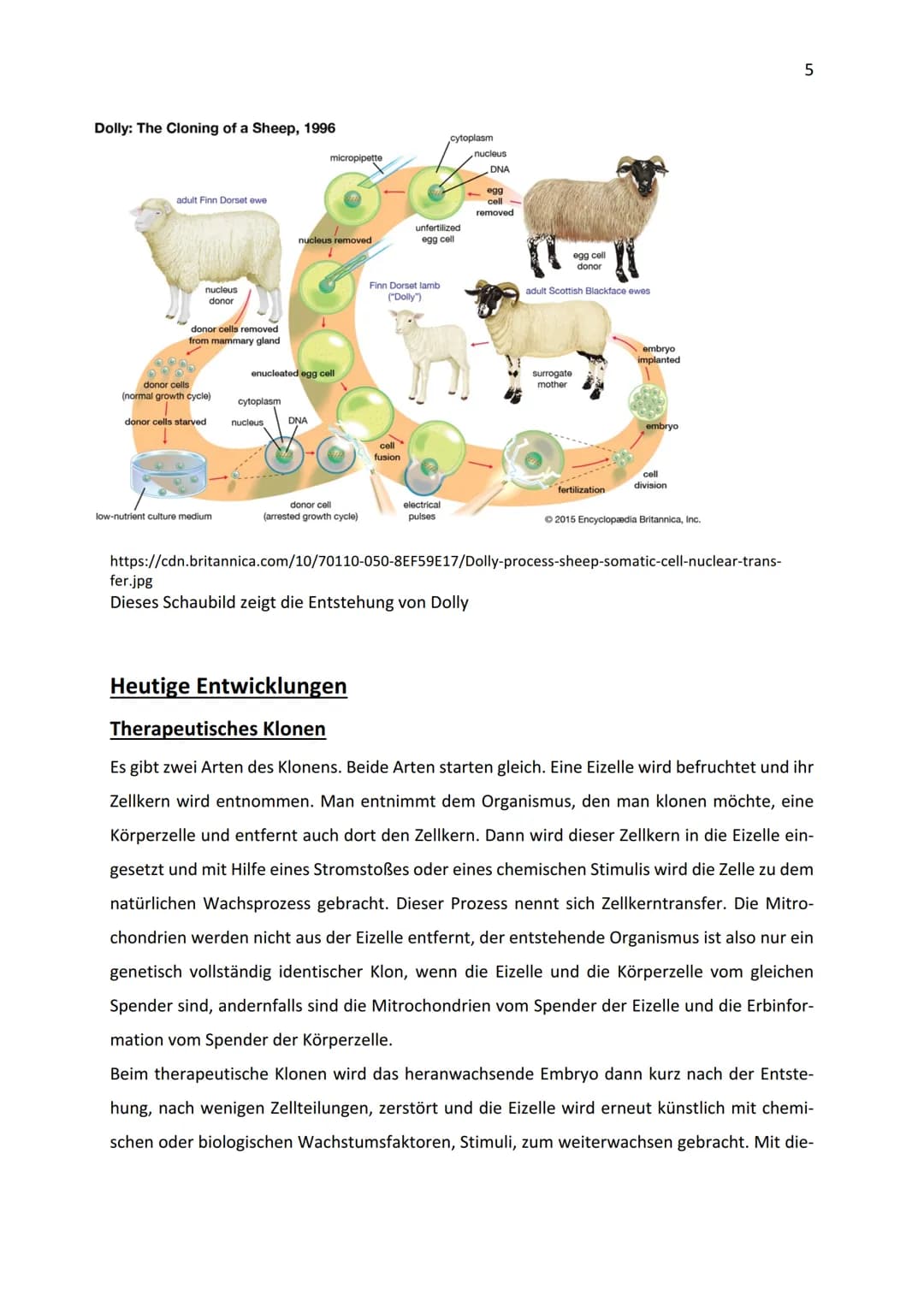 2019/20
Klonen-Anfänge, Gegenwart und Zukunft
10b
04.02.2020 1.
II.
III.
Einleitung
Anfänge
A. Erste Untersuchungen und Anwendungen
B. Dolly