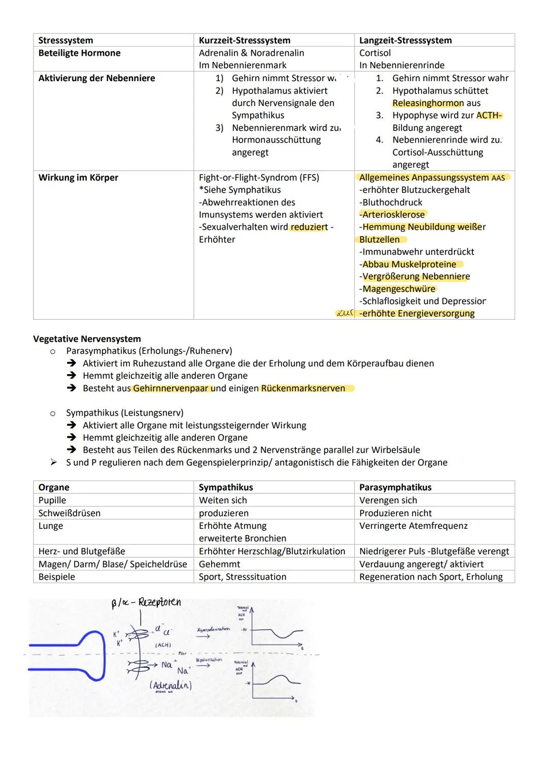 BIO - Hormonsystem

Vergleich:
| | Nervensystem | Hormonsystem |
| --- | --- | --- |
| Geschwindigkeit | Schnell (bis 100m/s) | Langsamer (b