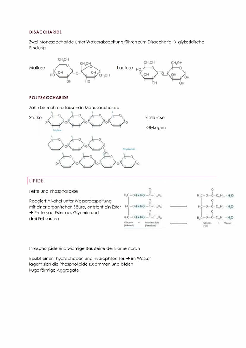 GENETIK ABITUR
BAU- UND INHALTSSTOFFE DER ZELLE
WASSER GRUNDLAGE DES LEBENS
Löse- und Transportmittel & Reaktionspartner
Die Wasserstoffatom