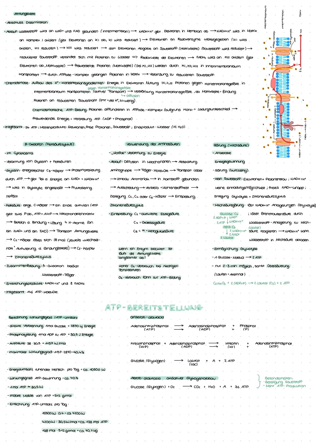 Musuebufbou
HUSKELKONTRAKTION
Musuel
Husuelfaserbündel
Diffusion
Musuelfaser Myofübrille
Leden brauche Energie
-universeller und unmittelbar