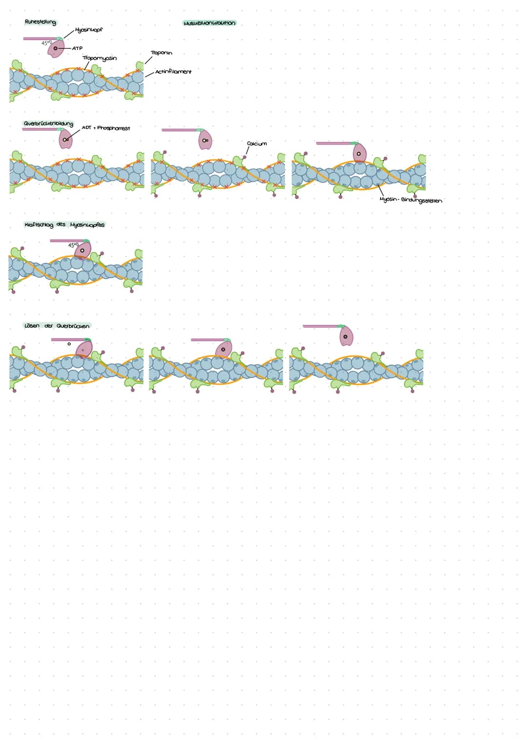 Musuebufbou
HUSKELKONTRAKTION
Musuel
Husuelfaserbündel
Diffusion
Musuelfaser Myofübrille
Leden brauche Energie
-universeller und unmittelbar