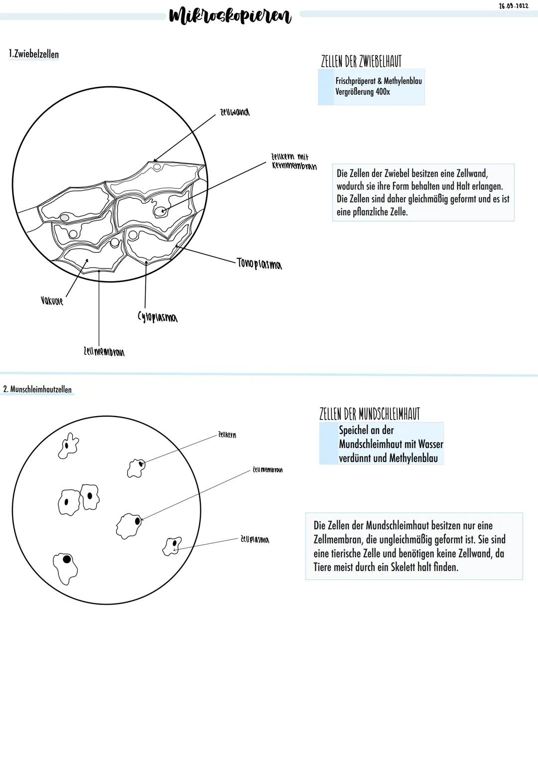 1.Zwiebelzellen
Vakuole
2. Munschleimhautzellen
Zell membran
Mikroskopieren
Cytoplasma
Zellwand
-Tonoplasma
-Zellkern
Zellkern mit
Kernmembr