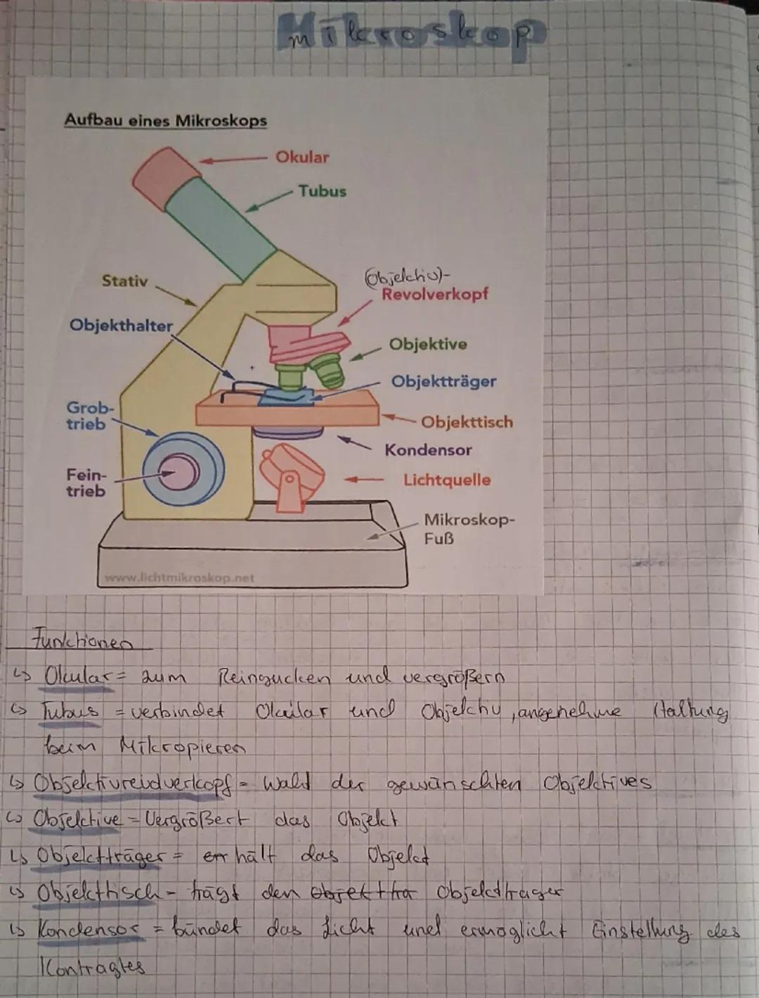 Mikroskop
Aufbau eines Mikroskops
Okular
Tubus
Stativ
Objekthalter
Grob-
trieb
Fein-
trieb
Objelchiu)-
Revolverkopf
Objektive
Objektträger
O