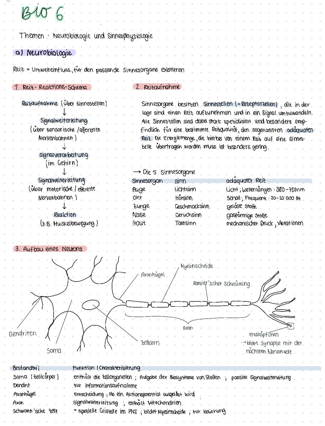 Wie dein Gehirn funktioniert: Alles über Neuronen und Nervenprozesse