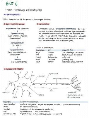 Know Zusammenfassung Neurobio & Sinnesphysiologie thumbnail