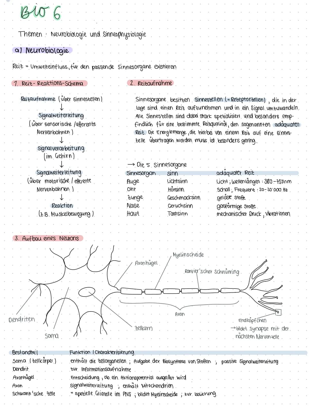 Bio 6
Themen Neurobiologie und Sinnesphysiologie
(a) Neurobiologie
Reiz = Umwelteinfluss, für den passende sinnesorgane existieren
1. Reiz- 