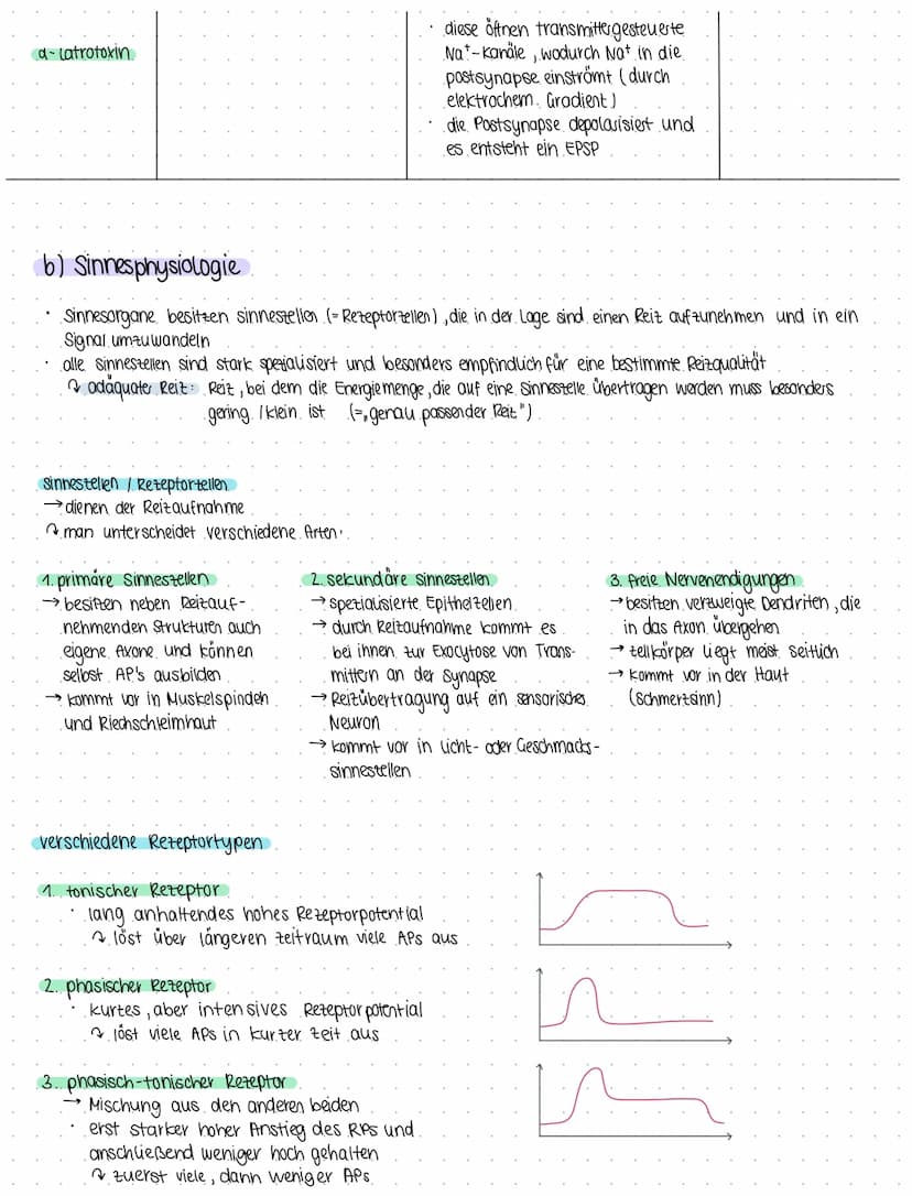 Bio 6
Themen Neurobiologie und Sinnesphysiologie
(a) Neurobiologie
Reiz = Umwelteinfluss, für den passende sinnesorgane existieren
1. Reiz- 