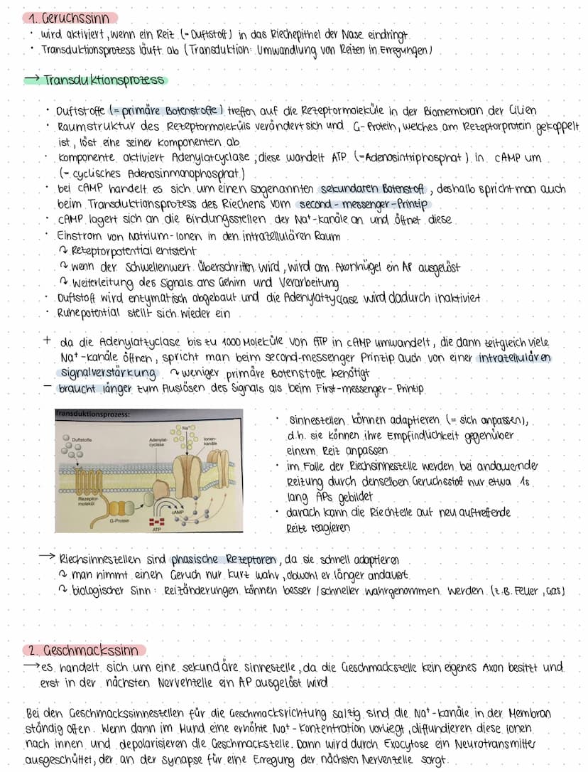 Bio 6
Themen Neurobiologie und Sinnesphysiologie
(a) Neurobiologie
Reiz = Umwelteinfluss, für den passende sinnesorgane existieren
1. Reiz- 
