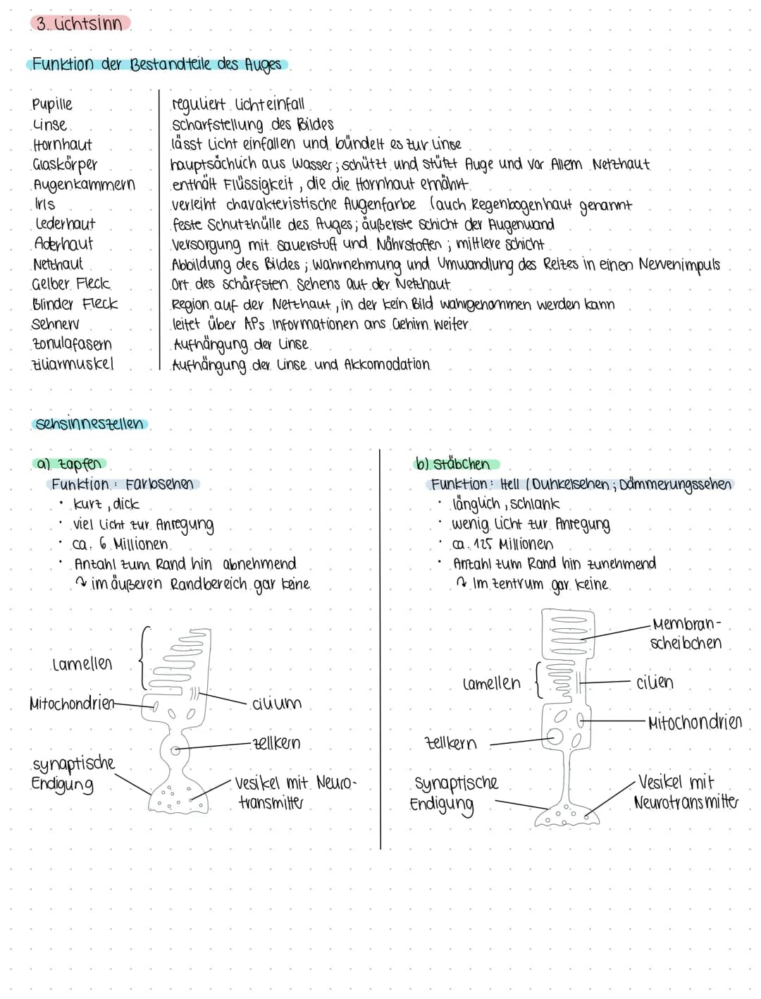 Bio 6
Themen Neurobiologie und Sinnesphysiologie
(a) Neurobiologie
Reiz = Umwelteinfluss, für den passende sinnesorgane existieren
1. Reiz- 