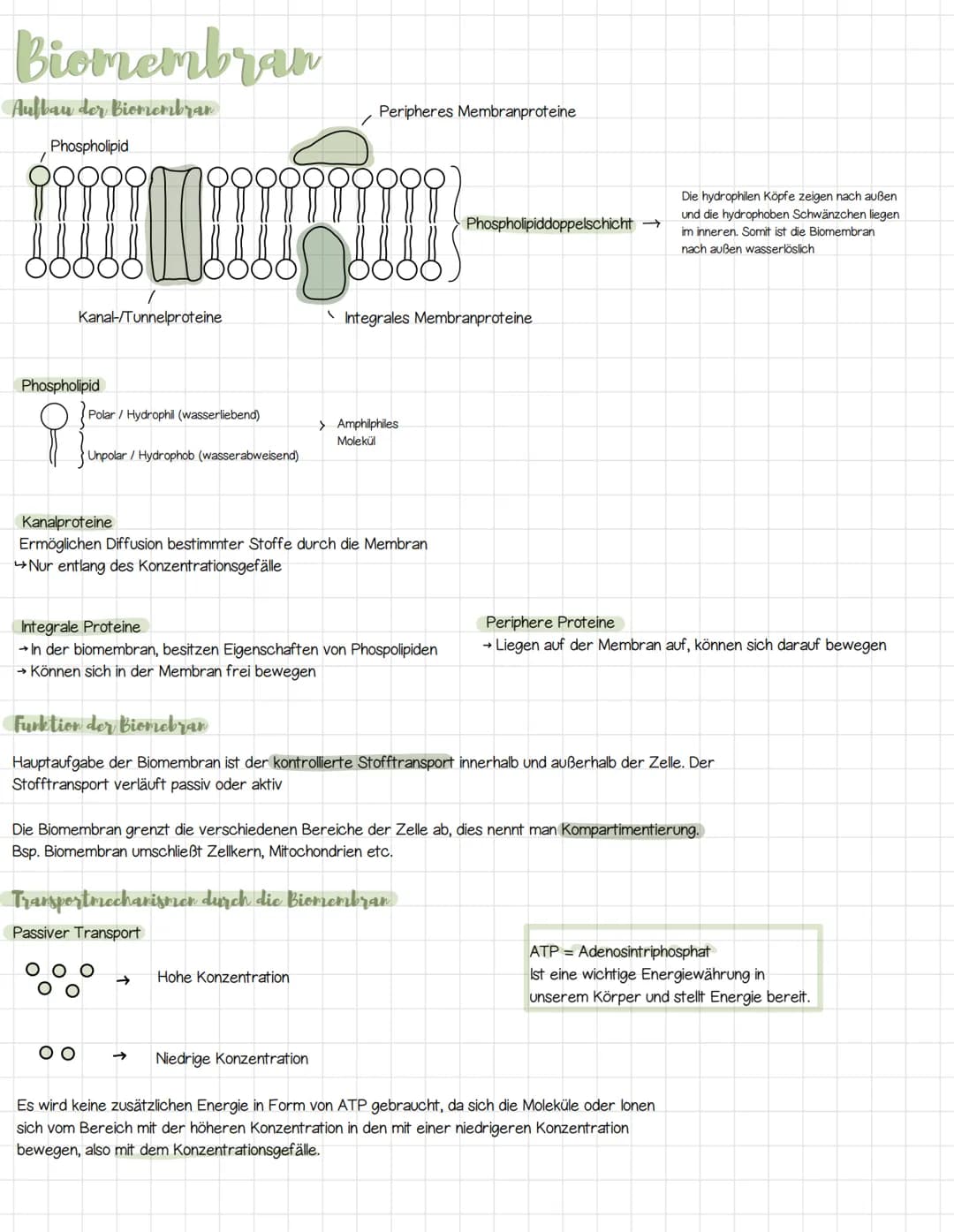 Biomembran
Aufbau der Biomembran
Phospholipid
!!!!!
Kanal-/Tunnelproteine
Phospholipid
요
Polar Hydrophil (wasserliebend)
Unpolar / Hydrophob