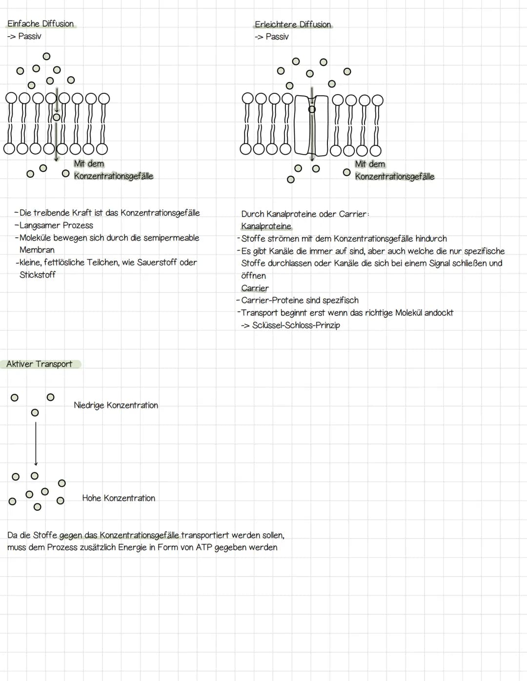 Biomembran
Aufbau der Biomembran
Phospholipid
!!!!!
Kanal-/Tunnelproteine
Phospholipid
요
Polar Hydrophil (wasserliebend)
Unpolar / Hydrophob