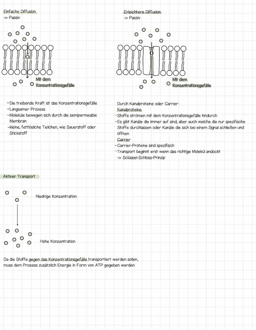 Biomembran
Aufbau der Biomembran
Phospholipid
!!!!!
Kanal-/Tunnelproteine
Phospholipid
요
Polar Hydrophil (wasserliebend)
Unpolar / Hydrophob