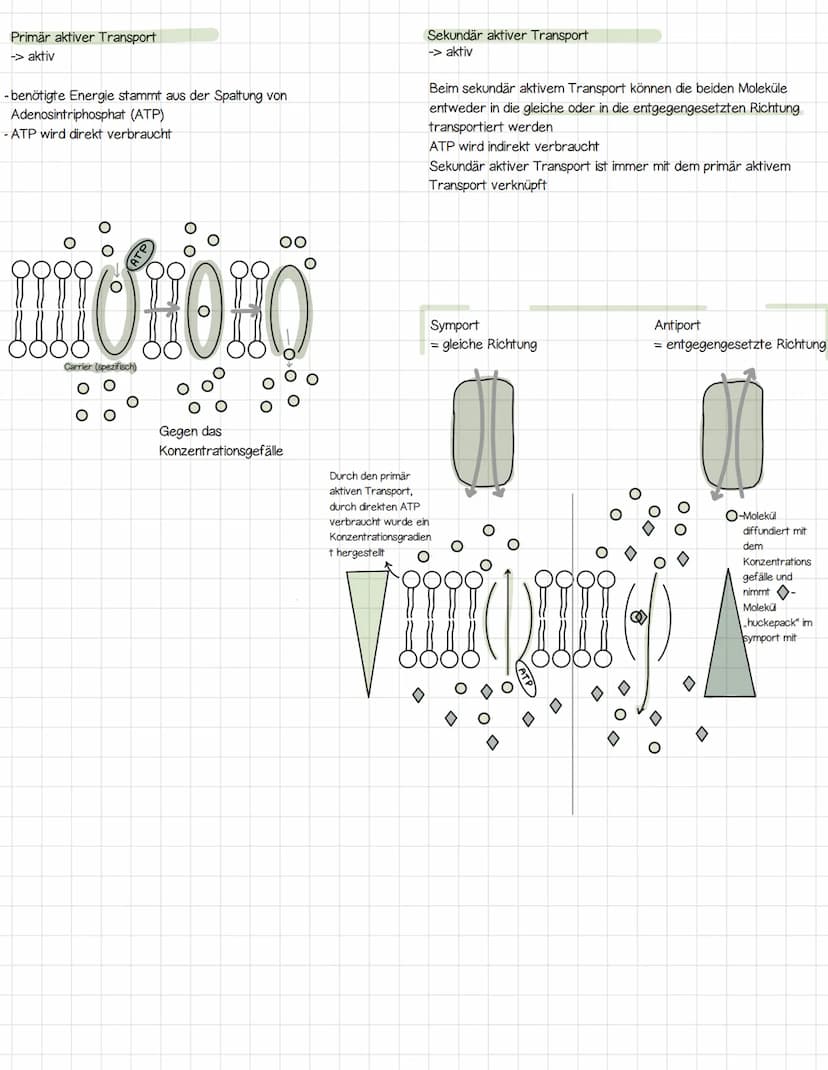 Biomembran
Aufbau der Biomembran
Phospholipid
!!!!!
Kanal-/Tunnelproteine
Phospholipid
요
Polar Hydrophil (wasserliebend)
Unpolar / Hydrophob