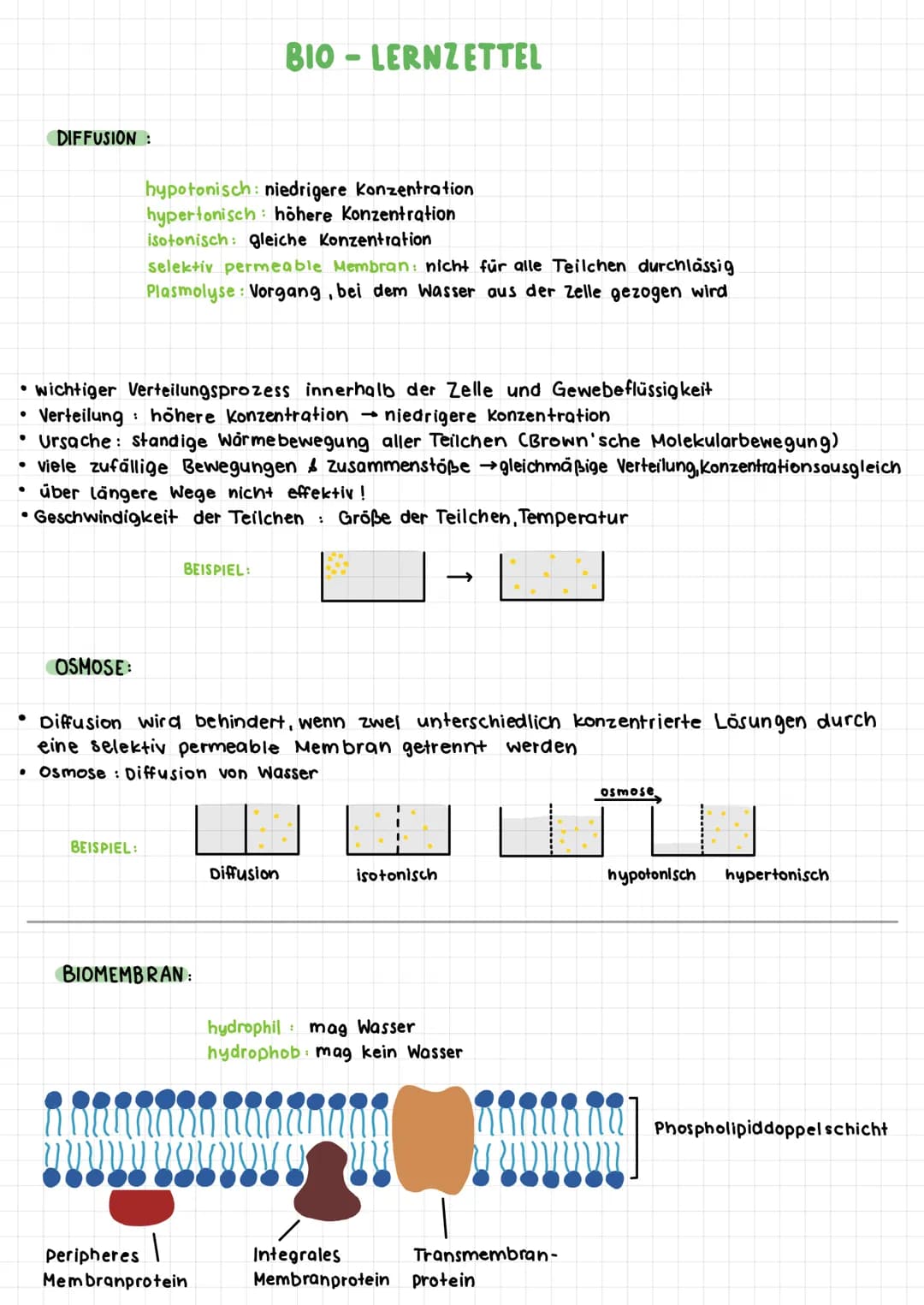 ●
DIFFUSION:
·
• wichtiger Verteilungsprozess innerhalb der Zelle und Gewebeflüssigkeit
Verteilung : höhere Konzentration - niedrigere Konze