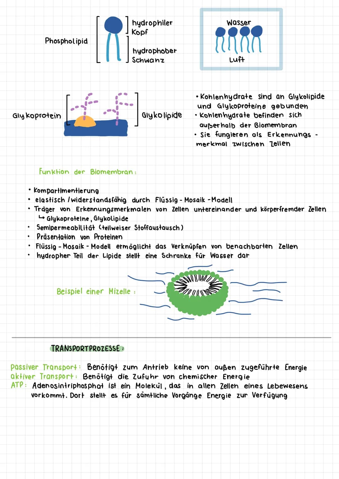 ●
DIFFUSION:
·
• wichtiger Verteilungsprozess innerhalb der Zelle und Gewebeflüssigkeit
Verteilung : höhere Konzentration - niedrigere Konze