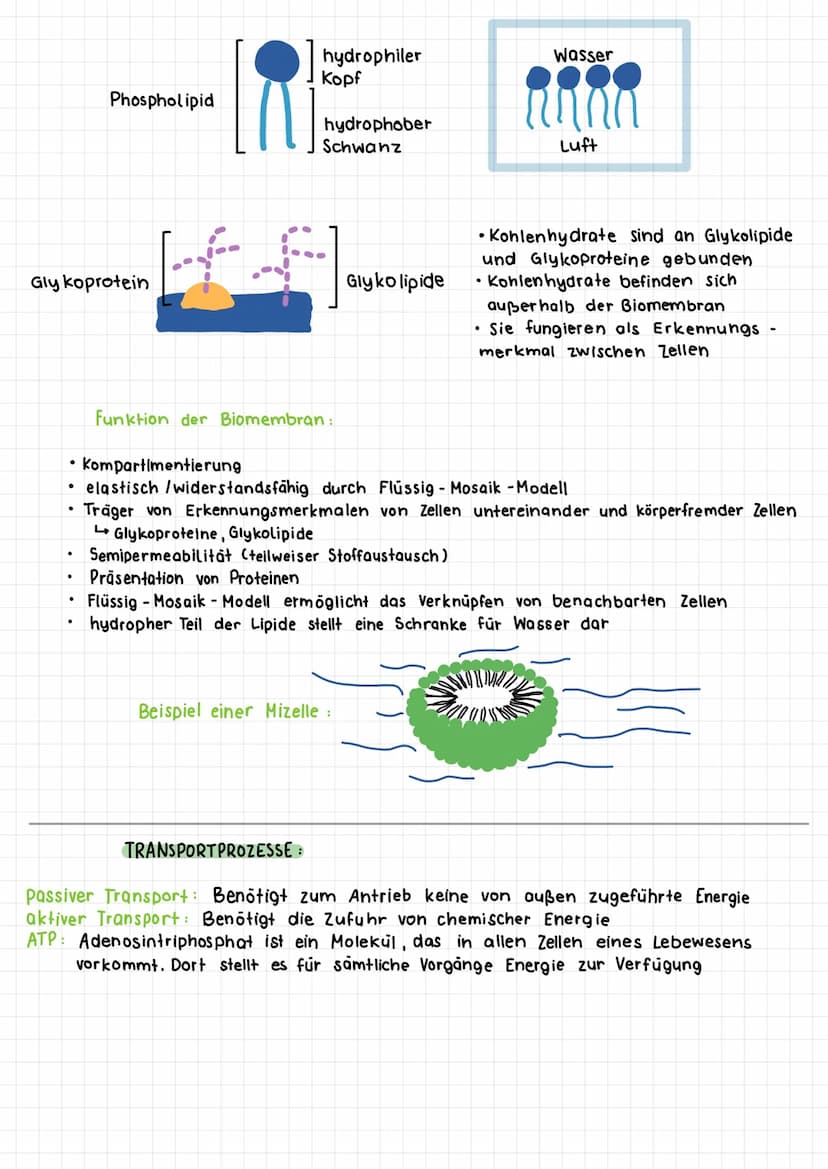 ●
DIFFUSION:
·
• wichtiger Verteilungsprozess innerhalb der Zelle und Gewebeflüssigkeit
Verteilung : höhere Konzentration - niedrigere Konze
