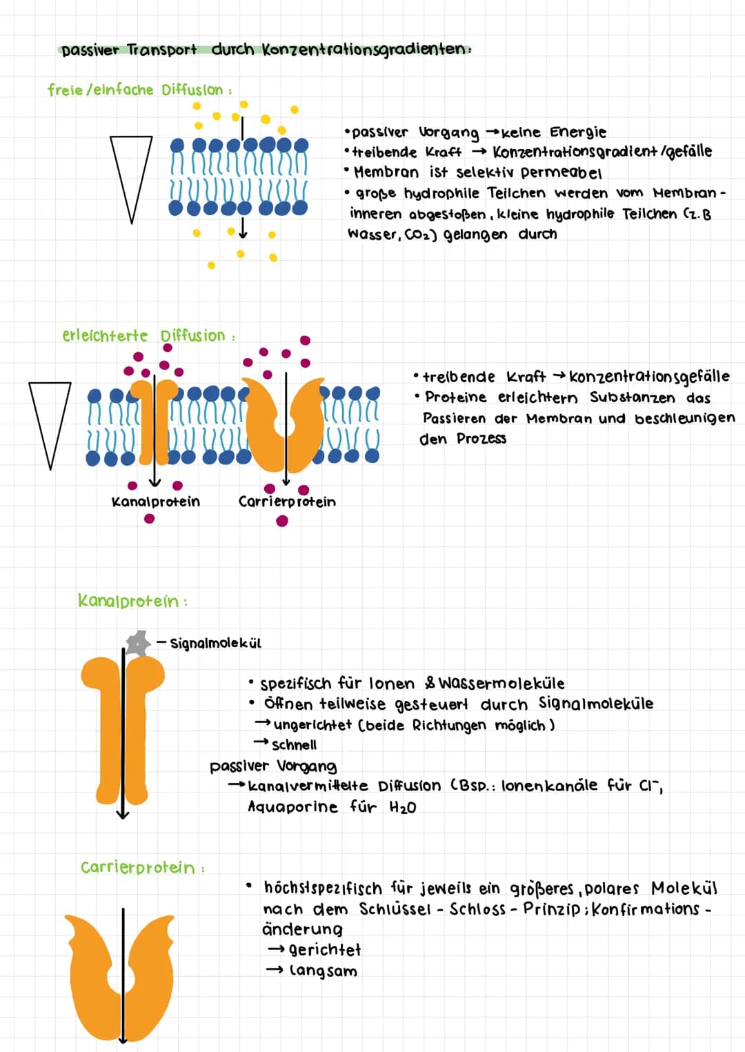 ●
DIFFUSION:
·
• wichtiger Verteilungsprozess innerhalb der Zelle und Gewebeflüssigkeit
Verteilung : höhere Konzentration - niedrigere Konze