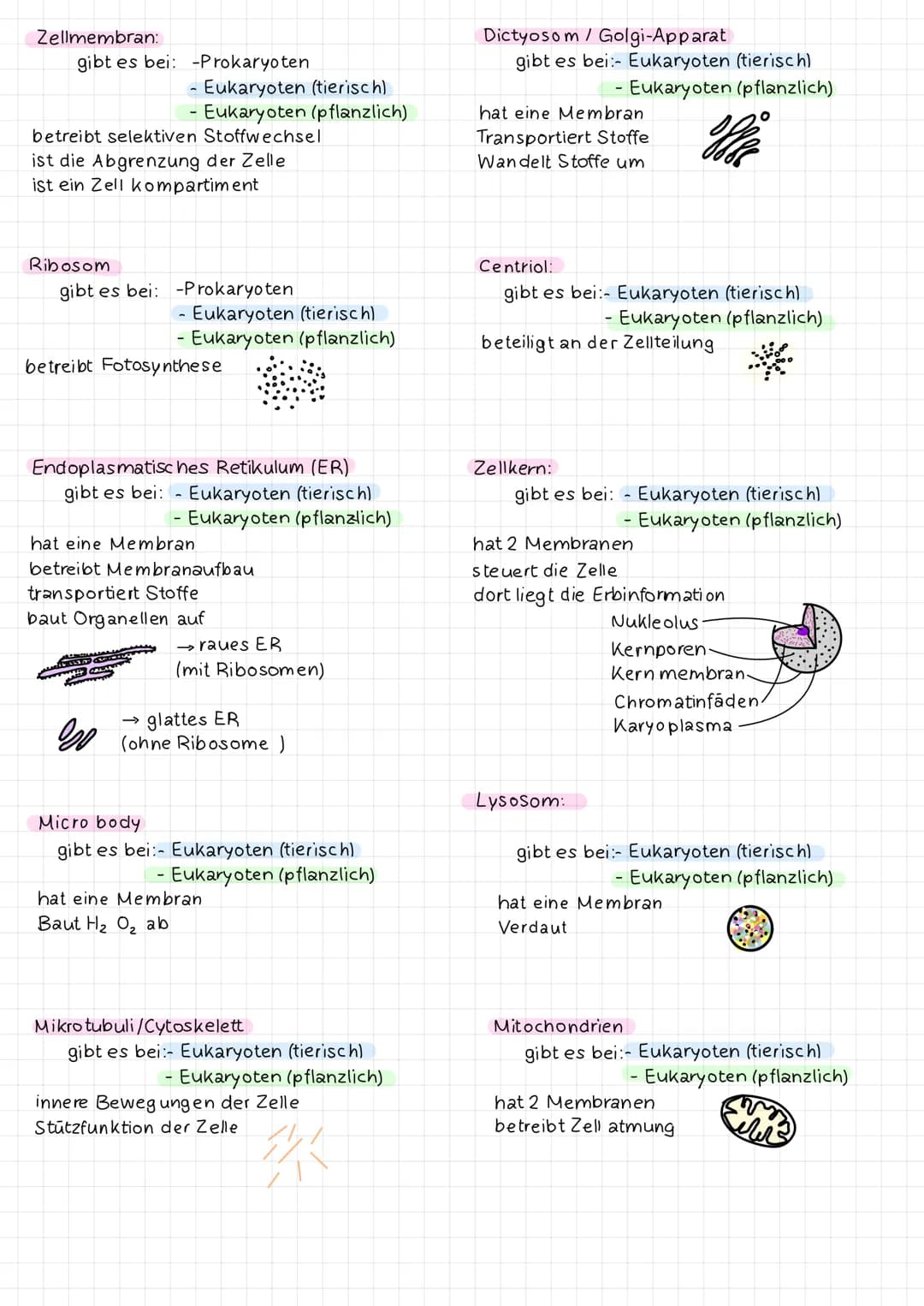 Cilien:
gibt es bei: -Prokaryoten
Fortbewegung
Eukaryoten (tierisch)
2 Membranen: Chloroplast
Ribosom
Mitochondrien
Zellkern
Zellkern
Zellme