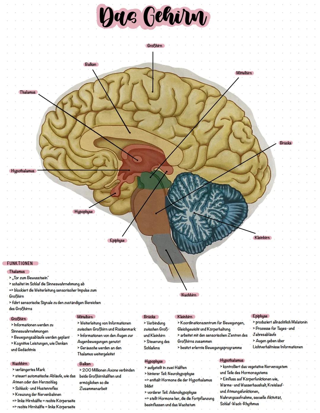 # Das Gehirn

Großhirn

Thalamus

Balken

Mittelhirn

Brücke

Kleinhirn

Epiphyse

Hypothalamus

Hypophyse

Nachhirn

FUNKTIONEN

Thalamus

