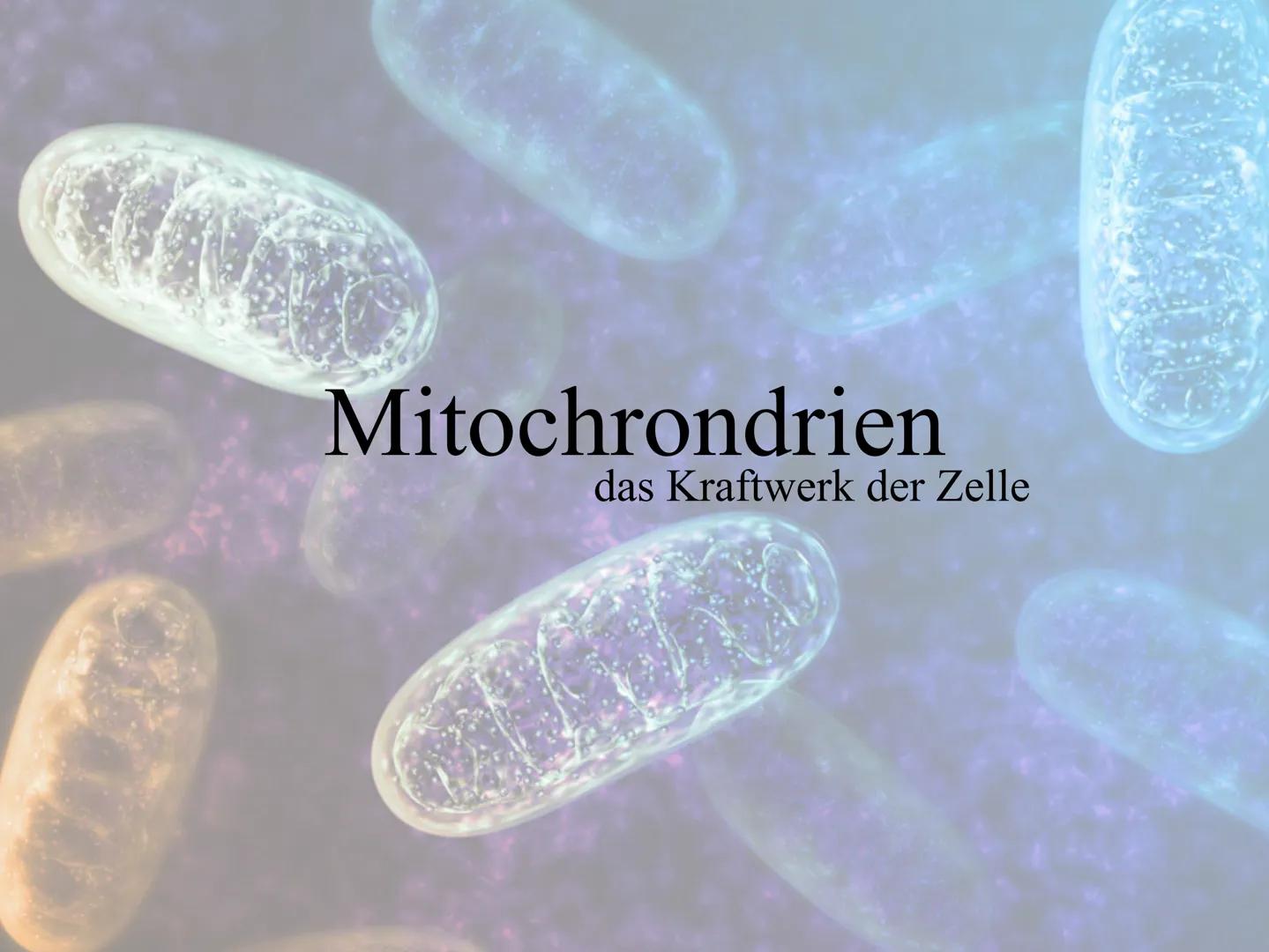 Mitochrondrien
das Kraftwerk der Zelle Inhaltsverzeichnis
•Definition
Entstehung der Mitochondrien und des Enzyms ATP
Vermehrung
•Aufbau
•Vo