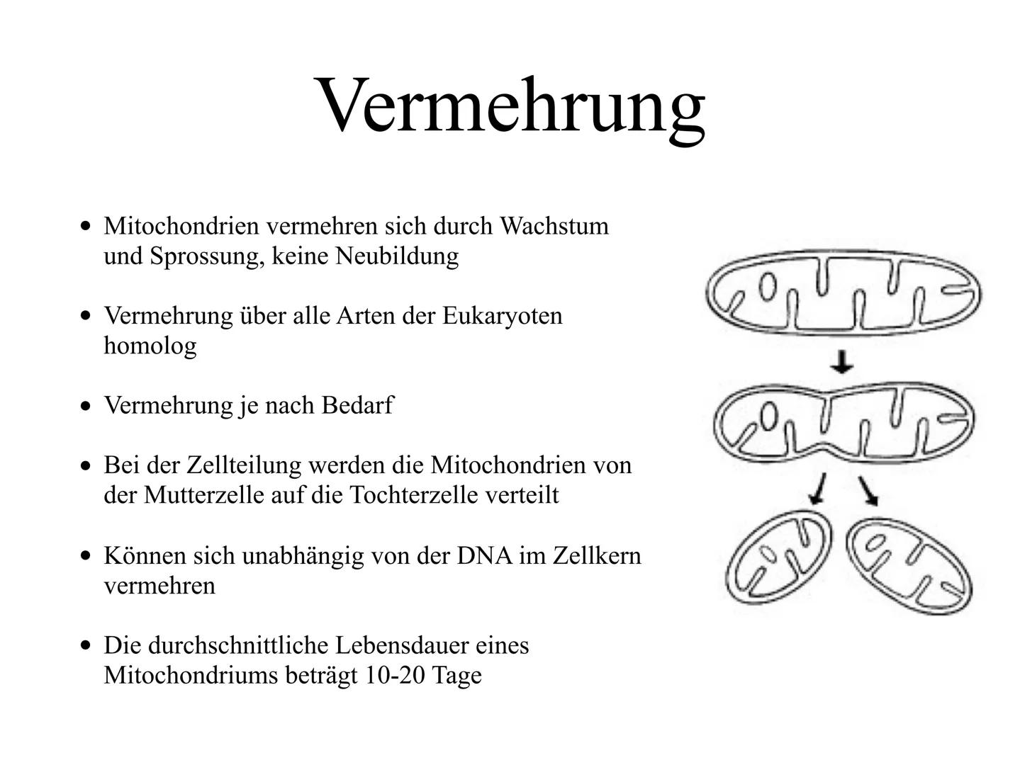 Mitochrondrien
das Kraftwerk der Zelle Inhaltsverzeichnis
•Definition
Entstehung der Mitochondrien und des Enzyms ATP
Vermehrung
•Aufbau
•Vo