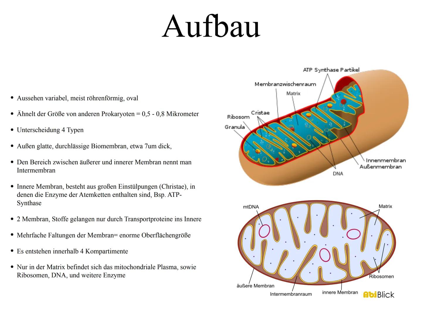 Mitochrondrien
das Kraftwerk der Zelle Inhaltsverzeichnis
•Definition
Entstehung der Mitochondrien und des Enzyms ATP
Vermehrung
•Aufbau
•Vo