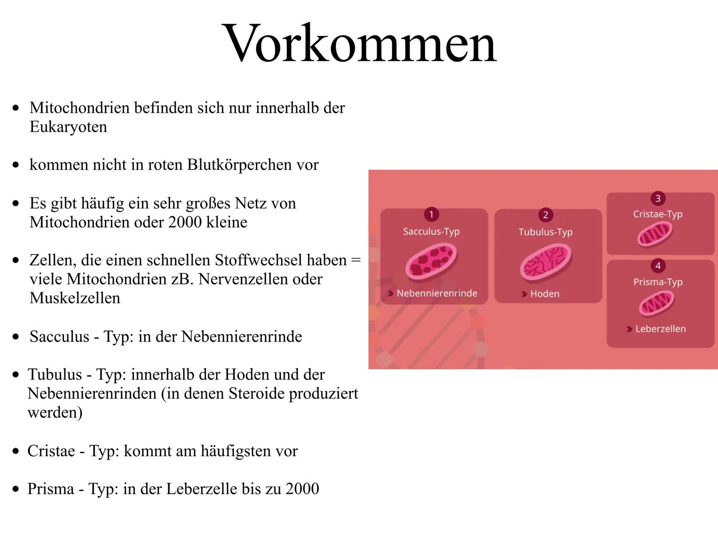 Mitochrondrien
das Kraftwerk der Zelle Inhaltsverzeichnis
•Definition
Entstehung der Mitochondrien und des Enzyms ATP
Vermehrung
•Aufbau
•Vo