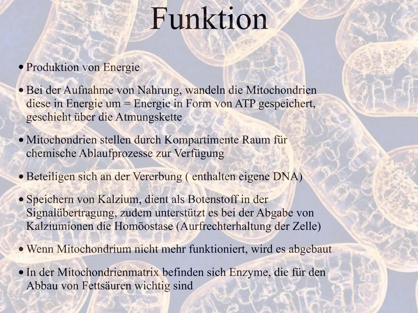 Mitochrondrien
das Kraftwerk der Zelle Inhaltsverzeichnis
•Definition
Entstehung der Mitochondrien und des Enzyms ATP
Vermehrung
•Aufbau
•Vo
