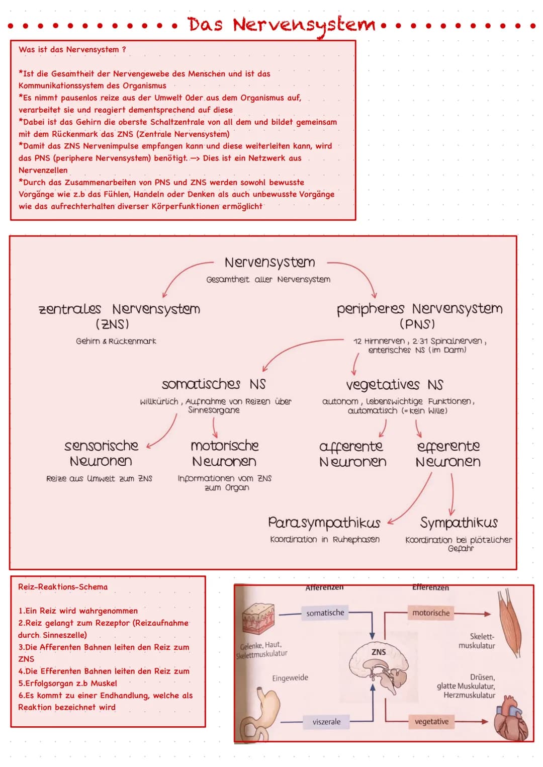 Was ist das Nervensystem?
*Ist die Gesamtheit der Nervengewebe des Menschen und ist das
Kommunikationssystem des Organismus
*Es nimmt pausen