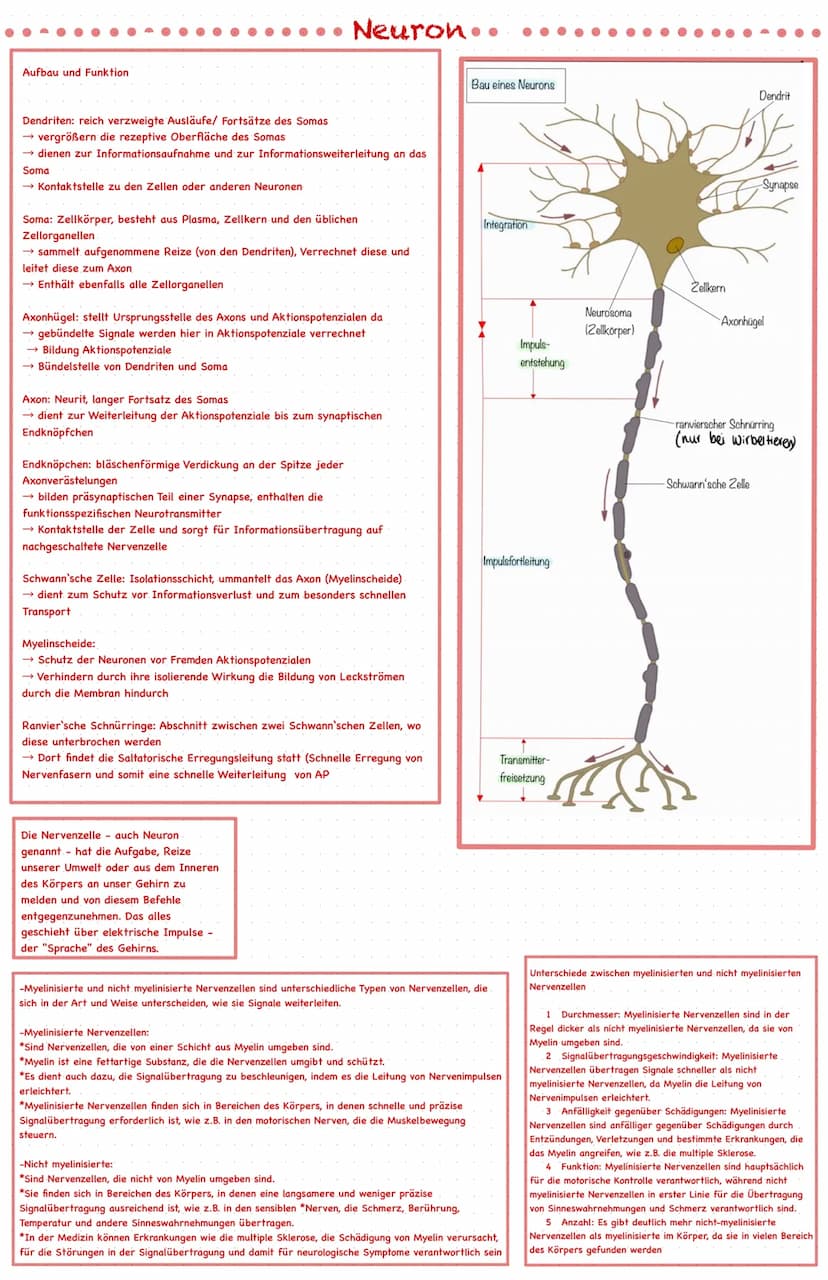 Was ist das Nervensystem?
*Ist die Gesamtheit der Nervengewebe des Menschen und ist das
Kommunikationssystem des Organismus
*Es nimmt pausen