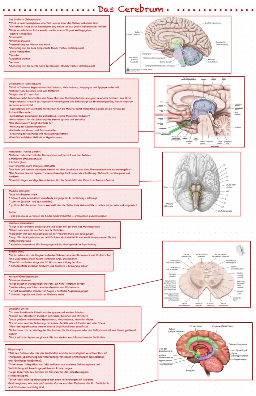 Was ist das Nervensystem?
*Ist die Gesamtheit der Nervengewebe des Menschen und ist das
Kommunikationssystem des Organismus
*Es nimmt pausen