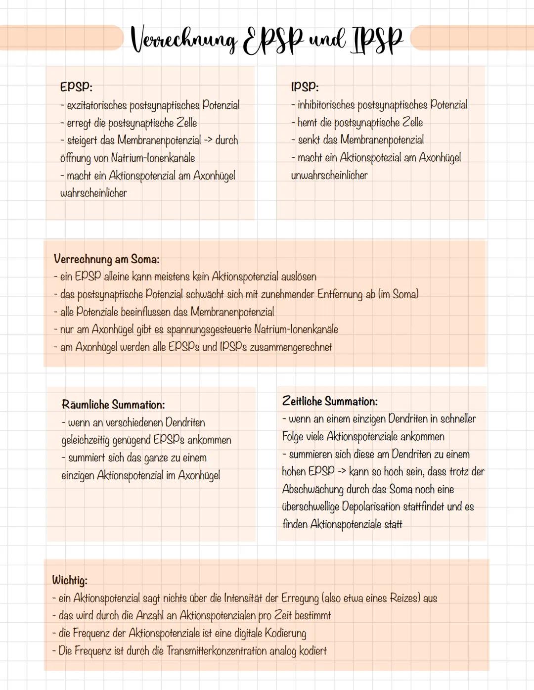 Verrechnung EPSP und IPSP
EPSP:
- exzitatorisches postsynaptisches Potenzial
- erregt die postsynaptische Zelle
- steigert das Membranenpote