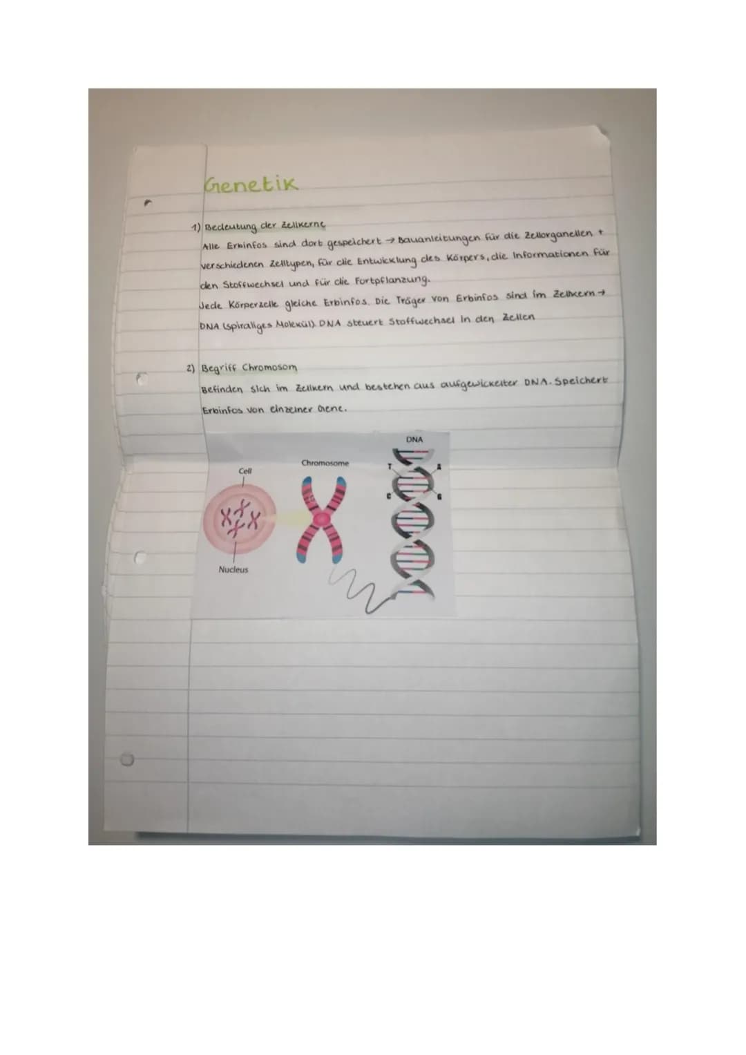 Prüfung Biologie: Klassische Genetik und Meiose
Klasse 2b, 6.11.20
14
Name.
Punkle:
Aufgabe 1 (2 Punkte)
Ein Gen auf dem Chromosom Nr. 9 ent