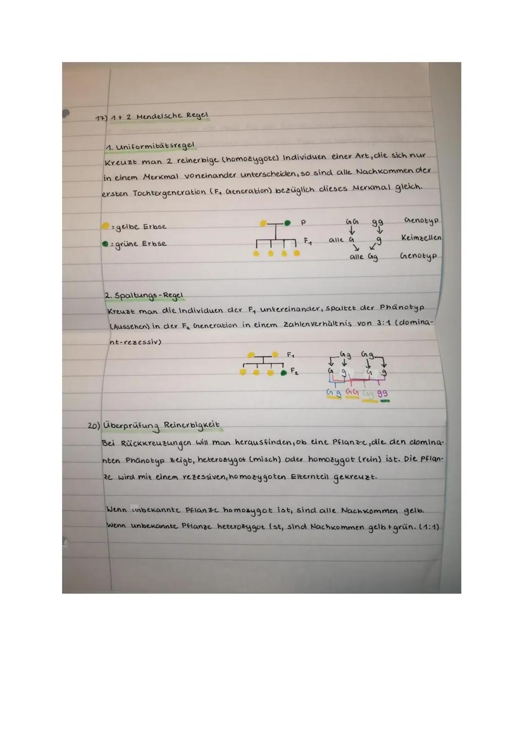 Prüfung Biologie: Klassische Genetik und Meiose
Klasse 2b, 6.11.20
14
Name.
Punkle:
Aufgabe 1 (2 Punkte)
Ein Gen auf dem Chromosom Nr. 9 ent