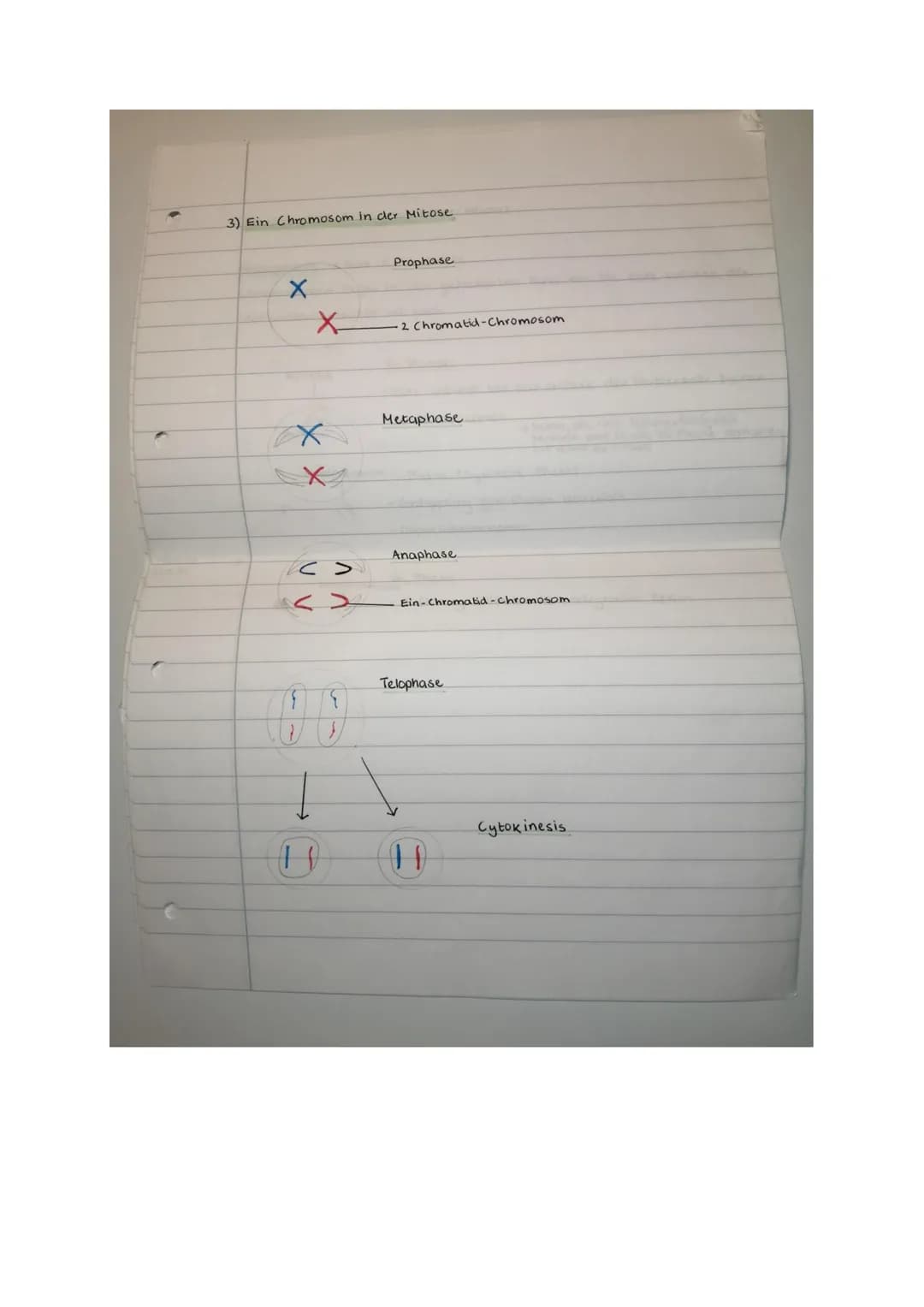 Prüfung Biologie: Klassische Genetik und Meiose
Klasse 2b, 6.11.20
14
Name.
Punkle:
Aufgabe 1 (2 Punkte)
Ein Gen auf dem Chromosom Nr. 9 ent