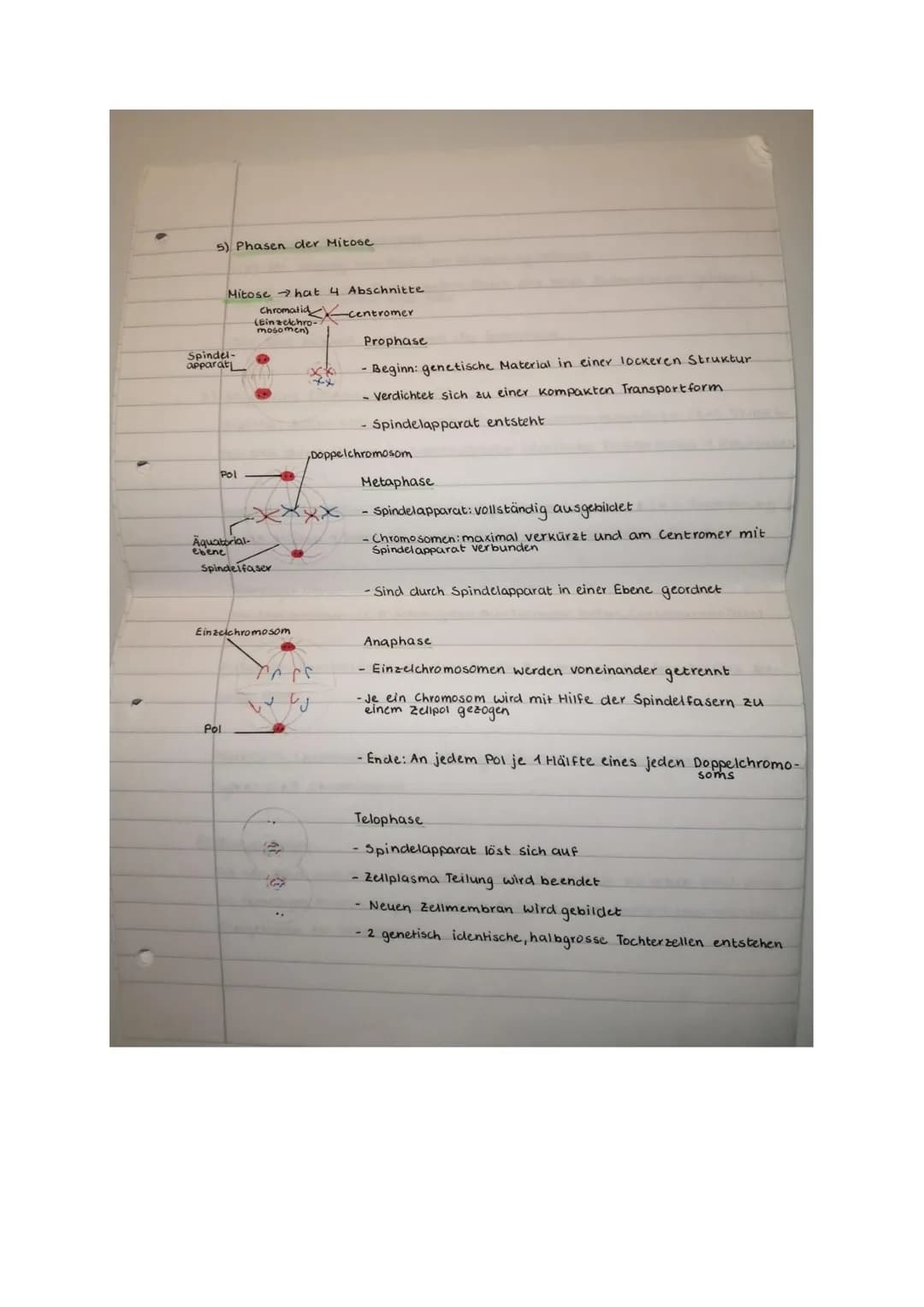 Prüfung Biologie: Klassische Genetik und Meiose
Klasse 2b, 6.11.20
14
Name.
Punkle:
Aufgabe 1 (2 Punkte)
Ein Gen auf dem Chromosom Nr. 9 ent