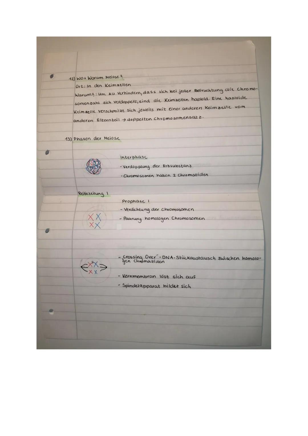 Prüfung Biologie: Klassische Genetik und Meiose
Klasse 2b, 6.11.20
14
Name.
Punkle:
Aufgabe 1 (2 Punkte)
Ein Gen auf dem Chromosom Nr. 9 ent