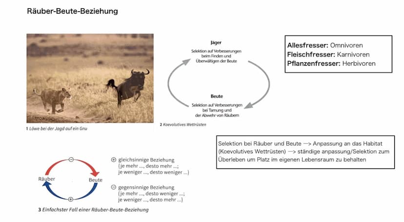 Grundlagen/Fachbegriffe
Ökosystem:
Einheit aus Biozönose und Biotop umfasst die Gesamtheit aller Wechselbeziehungen zwischen Lebensraum und 