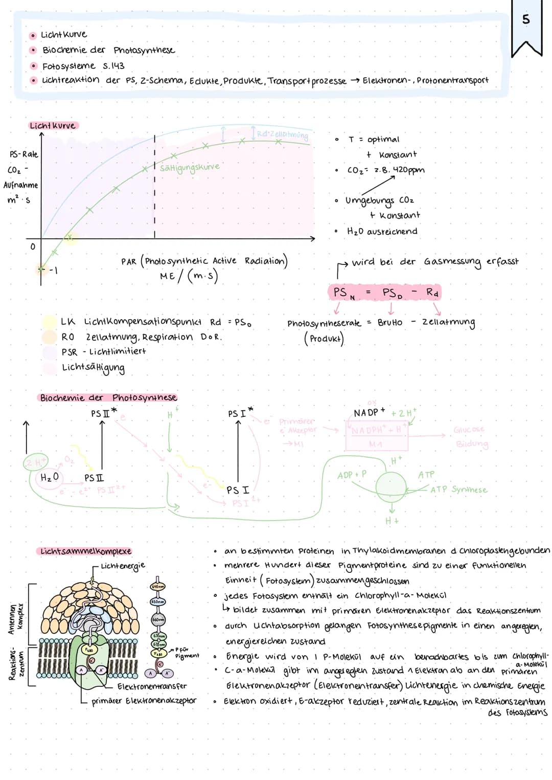 • Kreislauf von Kohlenstoff und sauerstoff S.136
• Netto gleichung der Photosynthese vs. BruHogleichung der PS
Kreislauf von Kohlenstoff und