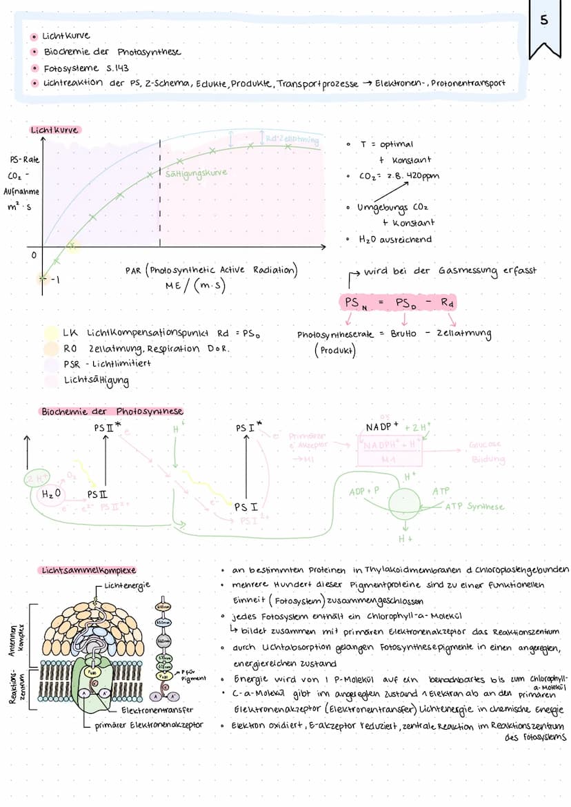 • Kreislauf von Kohlenstoff und sauerstoff S.136
• Netto gleichung der Photosynthese vs. BruHogleichung der PS
Kreislauf von Kohlenstoff und