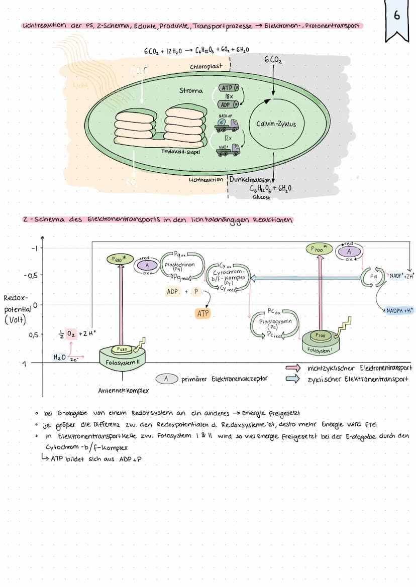 • Kreislauf von Kohlenstoff und sauerstoff S.136
• Netto gleichung der Photosynthese vs. BruHogleichung der PS
Kreislauf von Kohlenstoff und